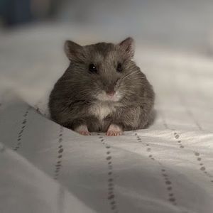 Meet your Posher, Celine